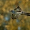 Kukacka obecna - Cuculus canorus - Common Cuckoo 1947